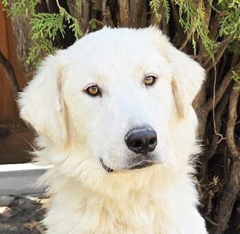 Serene Mr Shaggy Pyr - Snuggly Sweet Perfection -  Great Pyrenees Dog for Adoption in North Valley, New Mexico - Serene Mr Shaggy Pyr - Snuggly Sweet Perfection | PetCurious