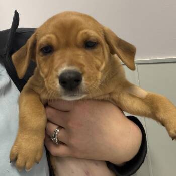 Tribeca -  Mixed Breed Dog for Adoption in Cooperstown, New York - Tribeca | PetCurious