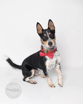 Australian Cattle Dog Blue Heeler and Corgi Dogs Available for Adoption - Bandit | PetCurious