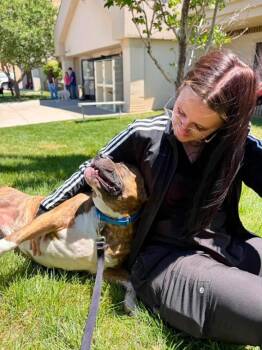 Tucker -  American Bulldog and Boxer Dog for Adoption in Fruit Heights, Utah - Tucker | PetCurious