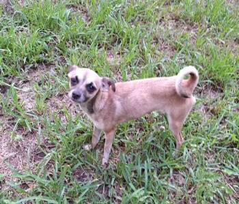 Krystlelea WA14478-T LOCAL Adoption Event in Bellevue 8/21 -  Chihuahua Dog for Adoption in Missouri City, Texas - Krystlelea WA14478-T LOCAL Adoption Event In Bellevue 8/21 | PetCurious