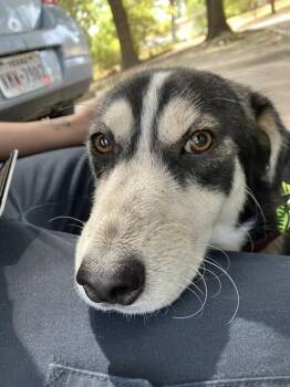 ARRO -  Mixed Breed Dog for Adoption in Dallas, Texas - ARRO | PetCurious