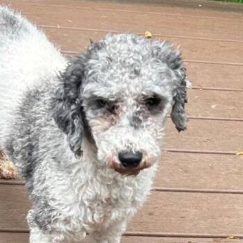Miniature Poodle Dogs Available for Adoption in Cincinnati, Ohio - Barkley | PetCurious