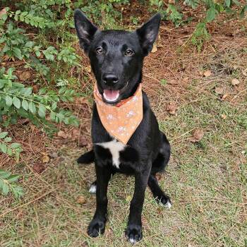 Rescue Belgian Shepherd Malinois and German Shepherd Dog Dogs for Adoption in Bonifay, Florida - Laika | PetCurious