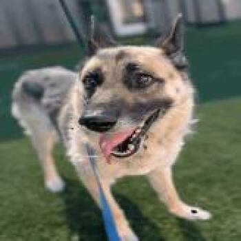 Star -  German Shepherd Dog Dog for Adoption in Denver, Colorado - Star | PetCurious