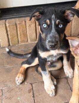 Matcha -  Australian Cattle Dog Blue Heeler and Retriever Dog for Adoption in Fort Lupton, Colorado - Matcha | PetCurious