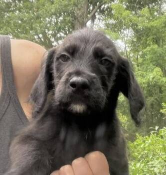 Baby Sol -  Labrador Retriever and Labradoodle Dog for Adoption in Washington, District Of Columbia - Baby Sol | PetCurious