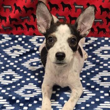 Squirt -  Australian Cattle Dog Blue Heeler and Cattle Dog Dog for Adoption in Washburn, Missouri - Squirt | PetCurious