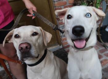 Blake (Male) and Deeny (Female) Young Duo -  Yellow Labrador Retriever Dog for Adoption in St. Petersburg, Florida - Blake (Male) And Deeny (Female) Young Duo | PetCurious