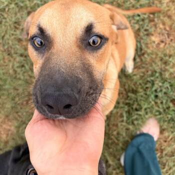 Sammy -  Yellow Labrador Retriever Dog for Adoption in Melbourne, Arkansas - Sammy | PetCurious