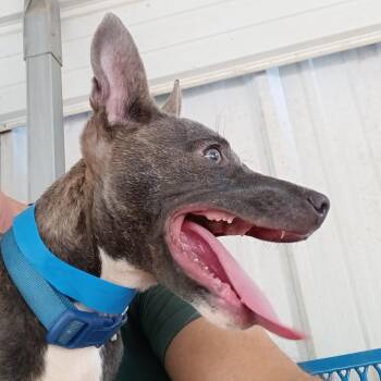 Kayson -  Mixed Breed Dog for Adoption in North Little Rock, Arkansas - Kayson | PetCurious