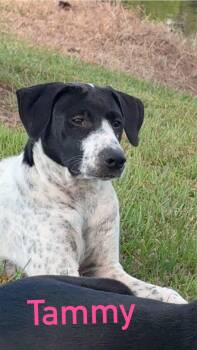 Tammy -  Black Labrador Retriever and German Shorthaired Pointer Dog for Adoption in Semmes, Alabama - Tammy | PetCurious