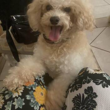 Barry -  Poodle Dog for Adoption in Moreno Valley, California - Barry | PetCurious