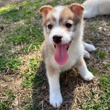 Husky and Mixed Breed Dogs Available for Adoption - Bobby | PetCurious