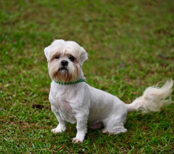 Lhasa Apso Dogs Available for Adoption in Falmouth, Maine - Calvin | PetCurious