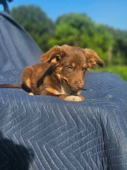 Lamborghini Huracán Cars -  Australian Shepherd and Chihuahua Dog for Adoption in South Kingstown, Rhode Island - Lamborghini Huracán Cars | PetCurious