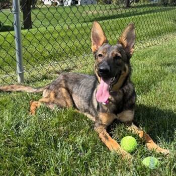 Rescue German Shepherd Dog Dogs for Adoption in New Ringgold, Pennsylvania - Nala | PetCurious