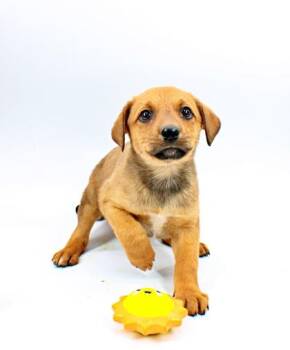Rottweiler and Catahoula Leopard Dog Dogs Available for Adoption in Morton Grove, Illinois - Venus | PetCurious