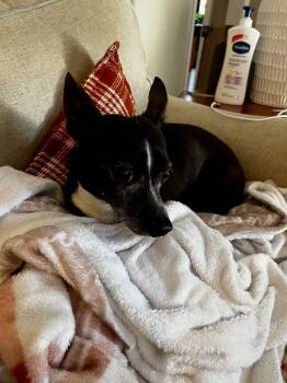 Rescue Chihuahua Dogs for Adoption in Buford, Georgia - Stewie - Handsome Little Gentleman! | PetCurious