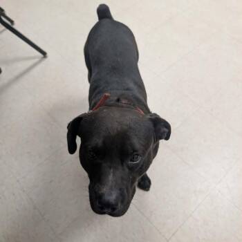 Turner -  Mixed Breed Dog for Adoption in Valley, Alabama - Turner | PetCurious