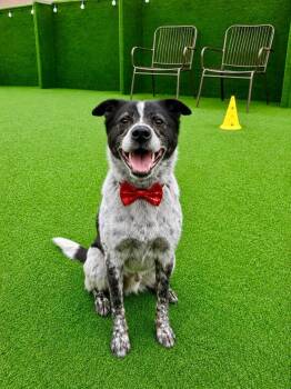 Sarang -  Pointer Dog for Adoption in Johns Creek, Georgia - Sarang | PetCurious