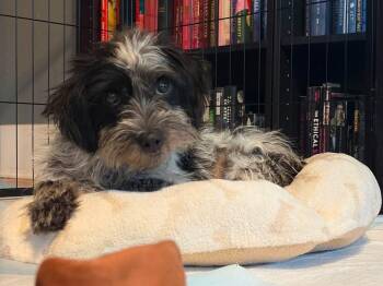 Ember -  Maltese Dog for Adoption in Grafton, Wisconsin - Ember | PetCurious