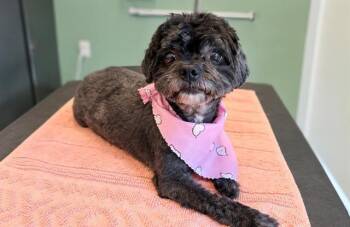 MIREYA -  Poodle Dog for Adoption in Tustin, California - MIREYA | PetCurious