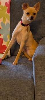 Chihuahua and Mixed Breed Dogs Available for Adoption in Berryton, Kansas - Krissy | PetCurious