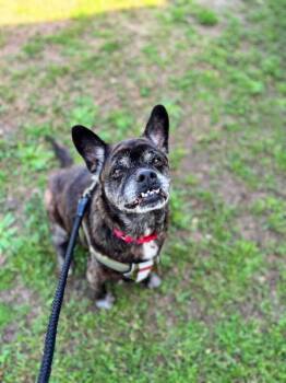 French Bulldog and Mixed Breed Dogs Available for Adoption in Aiken, South Carolina - Carder | PetCurious