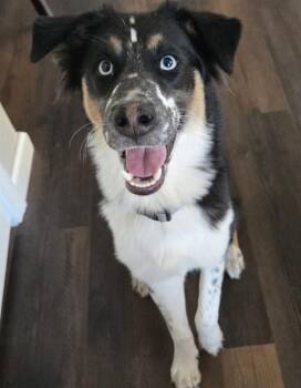 SKIP -  Australian Shepherd Dog for Adoption in San Antonio, Texas - SKIP | PetCurious