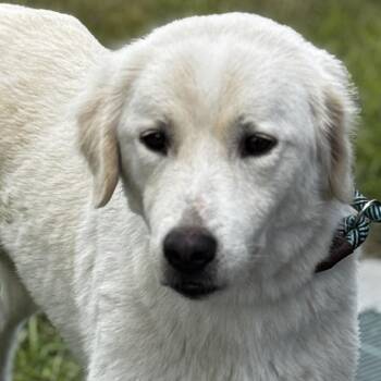 Asia -  Great Pyrenees and Mixed Breed Dog for Adoption in Bradenton, Florida - Asia | PetCurious