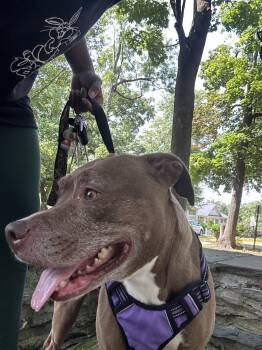 Rescue Mixed Breed Dogs for Adoption in Derwood, Maryland - Jambalaya | PetCurious