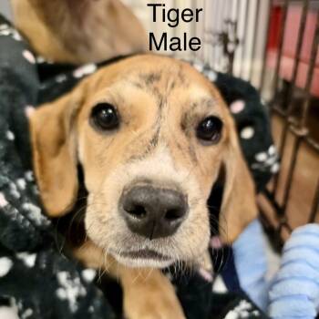 Tiger -  American Foxhound and Shepherd Dog for Adoption in High View, West Virginia - Tiger | PetCurious