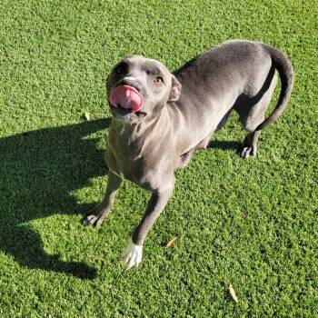 Moonstruck 5191 -  Terrier and Mixed Breed Dog for Adoption in Loxahatchee Groves, Florida - Moonstruck 5191 | PetCurious