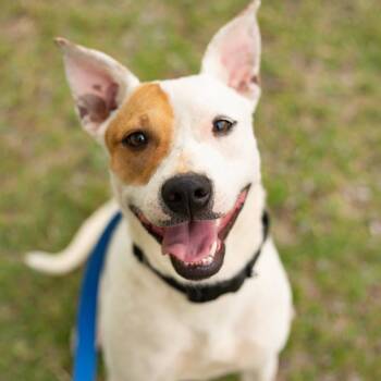 Sally -  Cattle Dog Dog for Adoption in Phoenix, Arizona - Sally | PetCurious