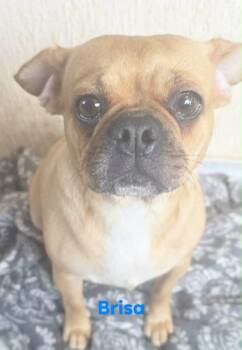 Brisa -  French Bulldog Dog for Adoption in Severance, Colorado - Brisa | PetCurious