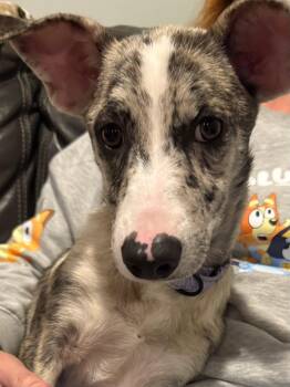 Rescue Catahoula Leopard Dog and Mixed Breed Dogs for Adoption in Muskego, Wisconsin - Bella The Catahoula Mix | PetCurious