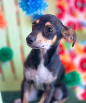 Lopee -  Miniature Pinscher and Dachshund Dog for Adoption in Anaheim, California - Lopee | PetCurious