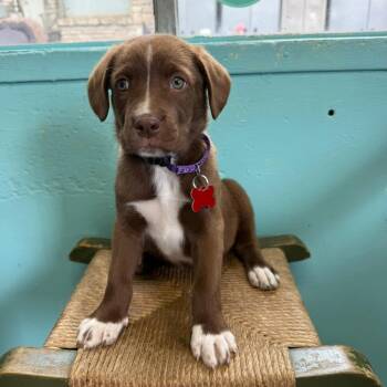 Labrador Retriever and Shepherd Dogs Available for Adoption in Boerne, Texas - Tansy | PetCurious