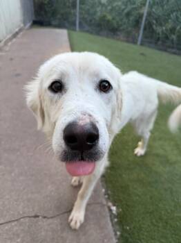 Nona -  Great Pyrenees Dog for Adoption in Houston, Texas - Nona | PetCurious