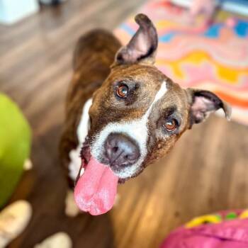 Lucky Bubby SO Squishy SO Cuddly -  Pit Bull Terrier and American Bully Dog for Adoption in Friendswood, Texas - Lucky Bubby SO Squishy SO Cuddly | PetCurious