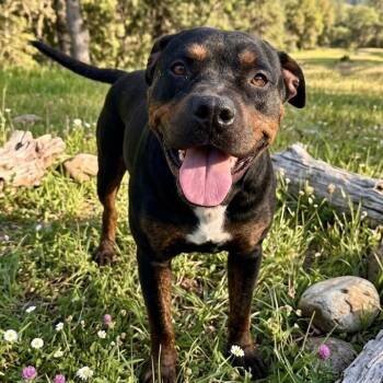 Bastian -  Rottweiler and Mixed Breed Dog for Adoption in Pittsfield, Illinois - Bastian | PetCurious