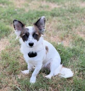 Freya -  Papillon Dog for Adoption in Sandy Springs, Georgia - Freya | PetCurious