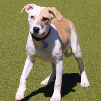 Rescue Mixed Breed Dogs for Adoption in Port Washington, New York - Smooches | PetCurious