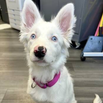 Rescue Australian Shepherd Dogs for Adoption in Sonoma, California - Evie | PetCurious