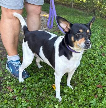 Rescue Rat Terrier Dogs for Adoption in Mobile, Alabama - Sawyer | PetCurious