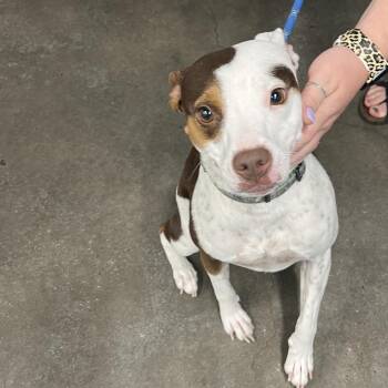Terrier Dogs Available for Adoption in Tampa, Florida - Angie (Astrid) | PetCurious