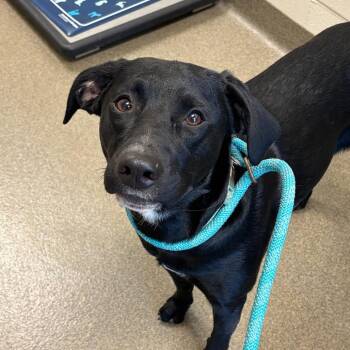 Harley -  Mixed Breed Dog for Adoption in Council Bluffs, Iowa - Harley | PetCurious