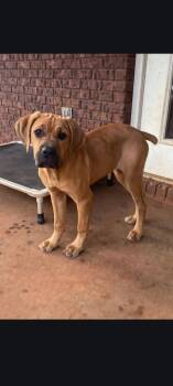 Ginger -  Fila Brasileiro Dog for Adoption in Sanford, Florida - Ginger | PetCurious