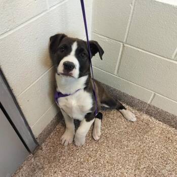 Siberian Husky and Mixed Breed Dogs Available for Adoption - BRADY | PetCurious